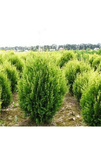 Карликова туя східна для невеликих ділянок.